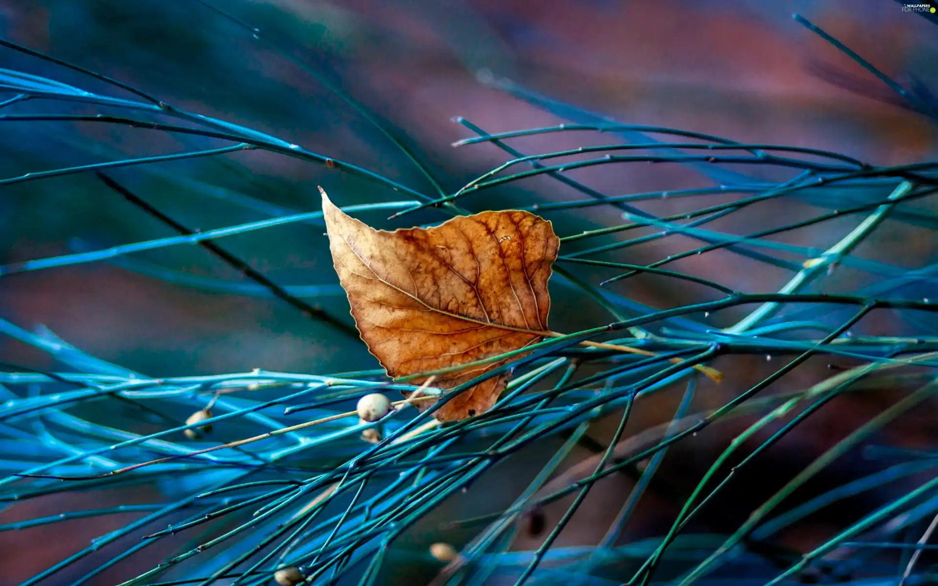 Twigs, dry, leaf