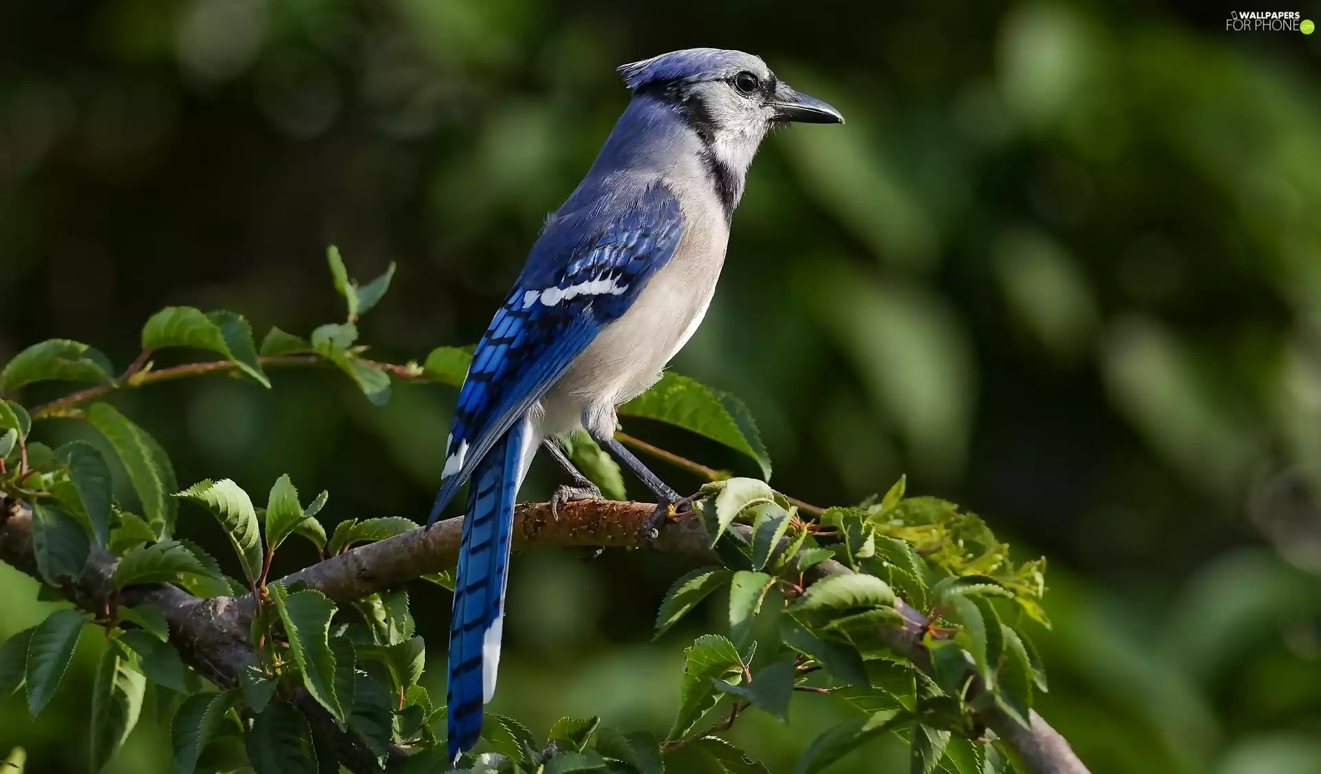 Leaf, Blue jay, Twigs