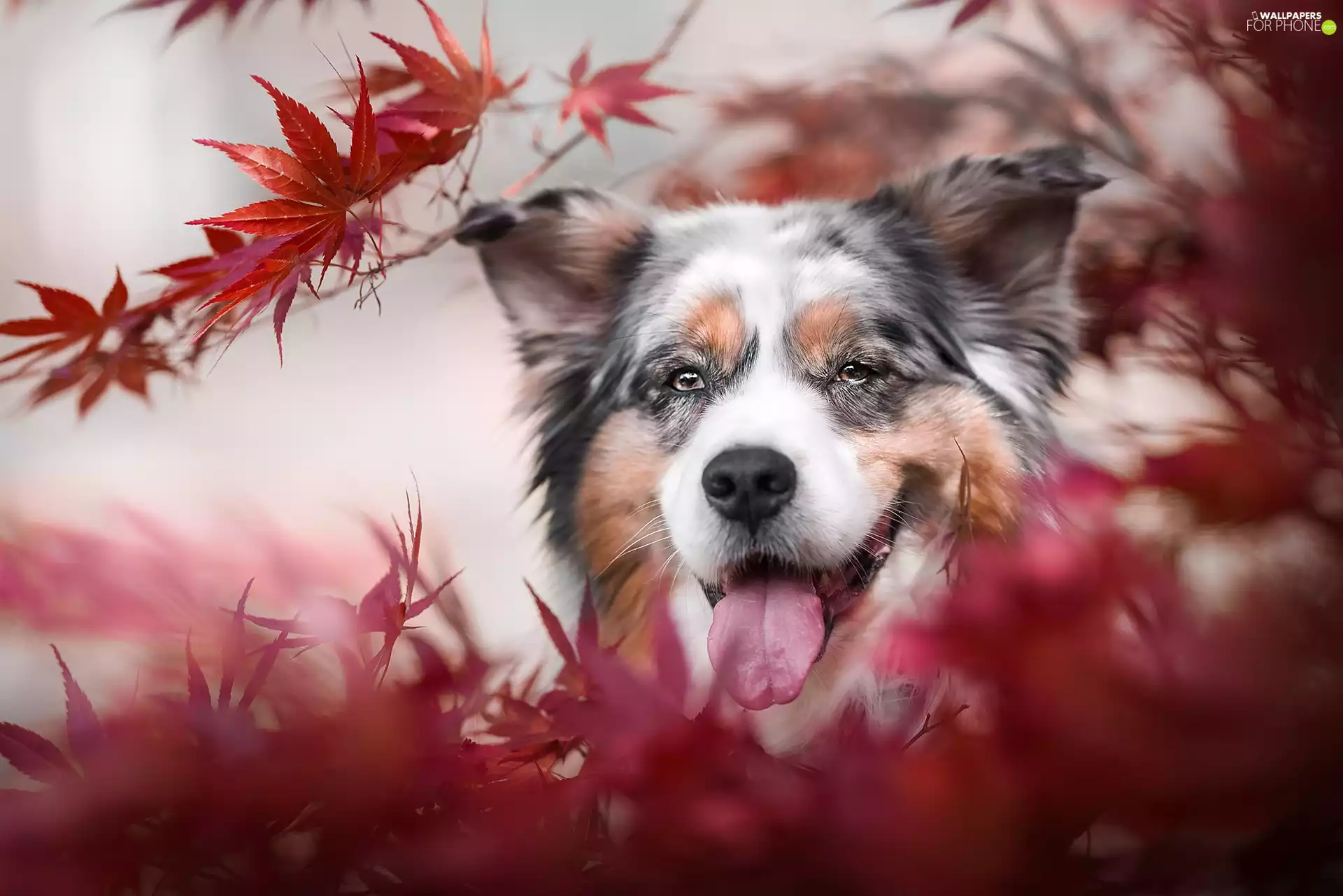 dog, Twigs, Leaf, Australian Shepherd