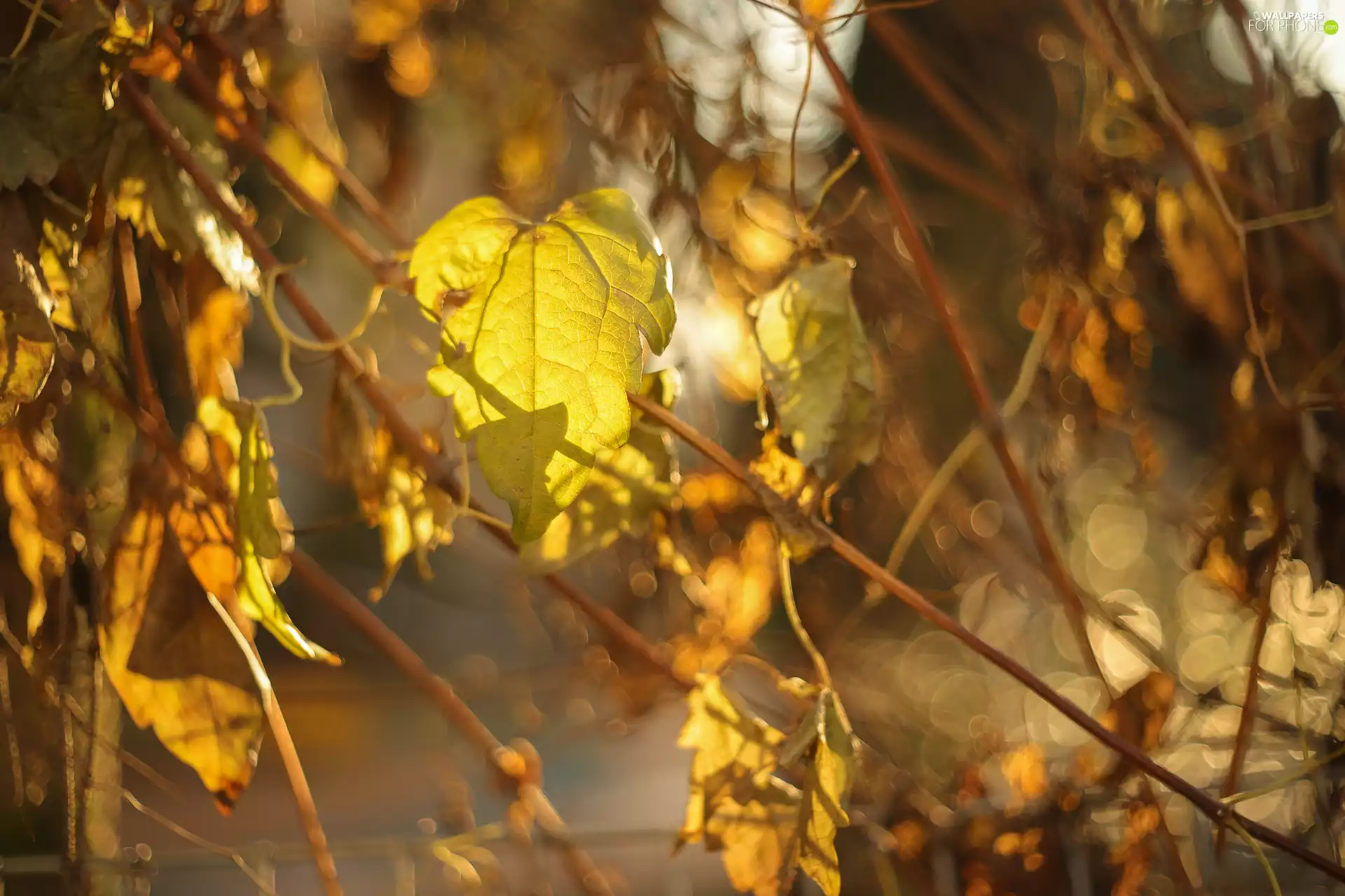 Twigs, Yellow, leaf