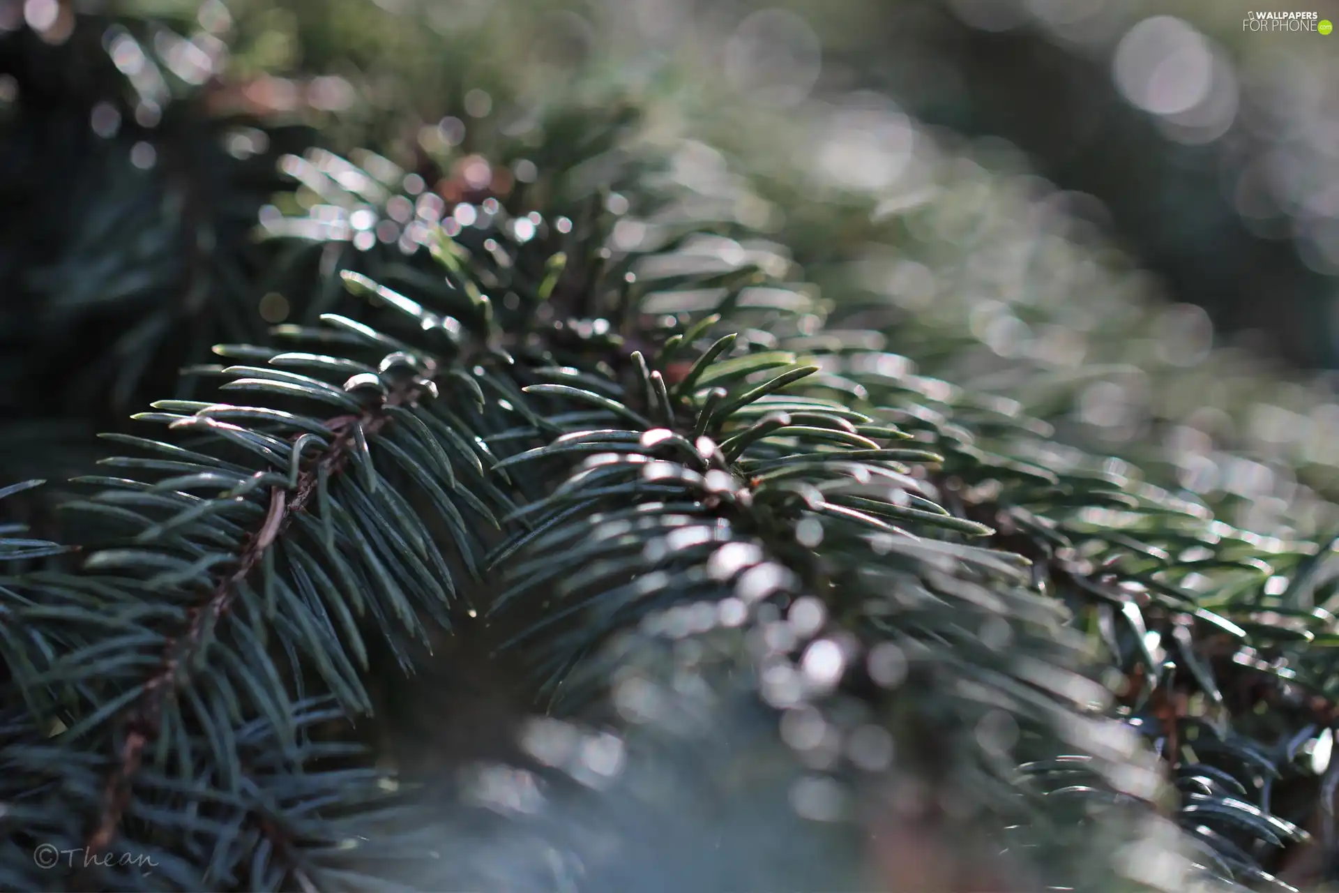 Twigs, spruce, needle