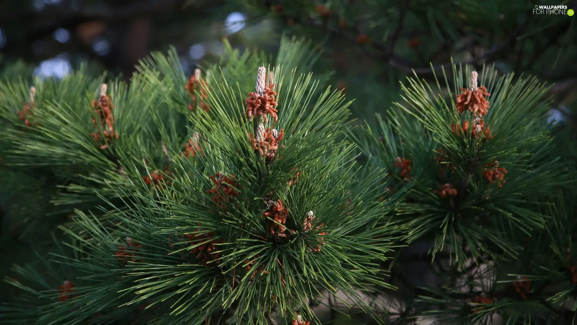 pine, green ones, Twigs
