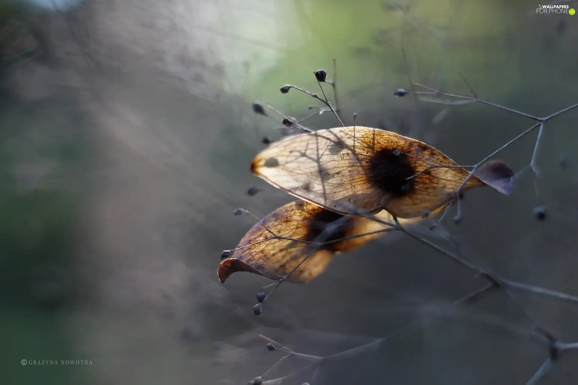 Twigs, Plants, Seeds