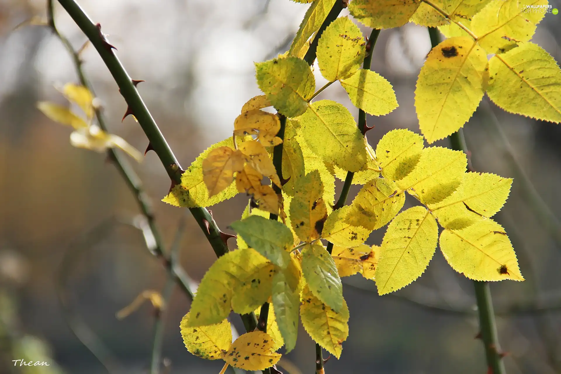 Twigs, Spikes, Leaf, rose, Yellow