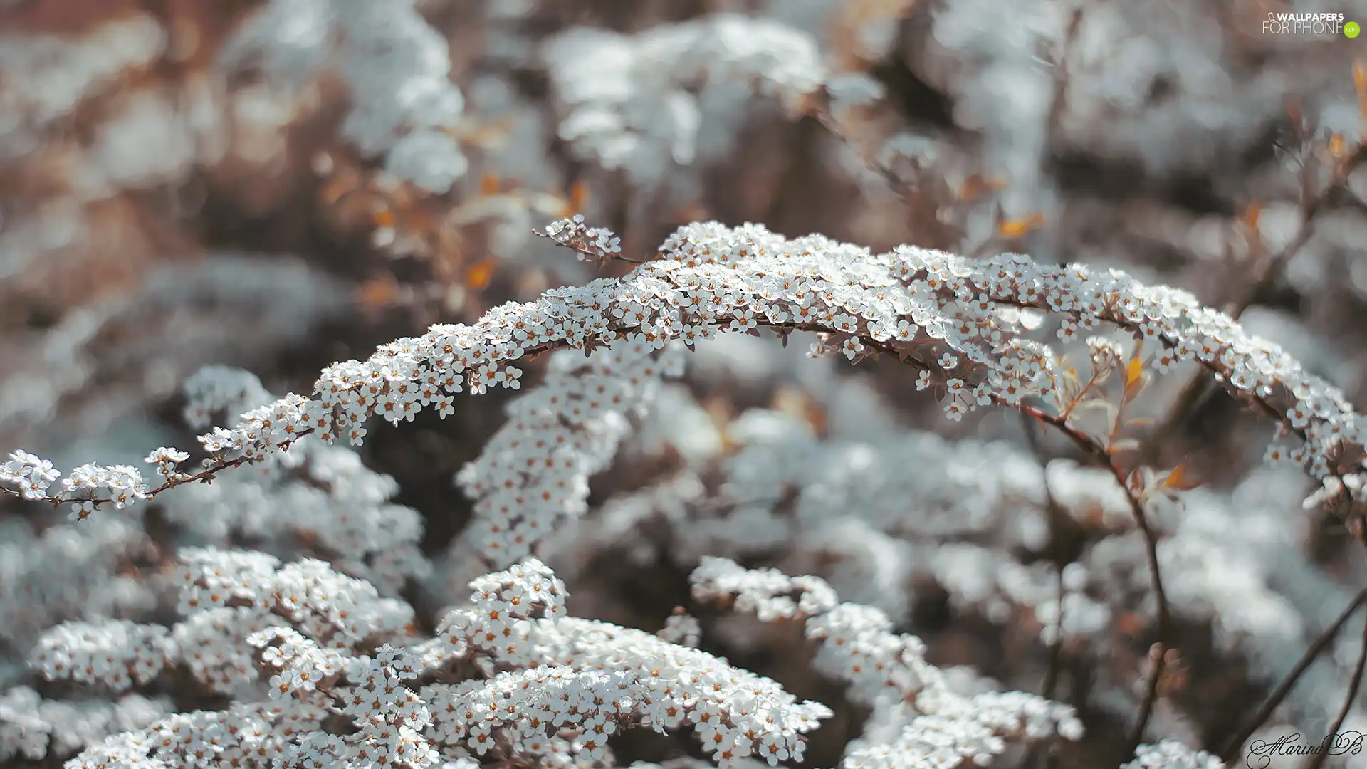 White, Twigs, Spiraea Grey, Flowers