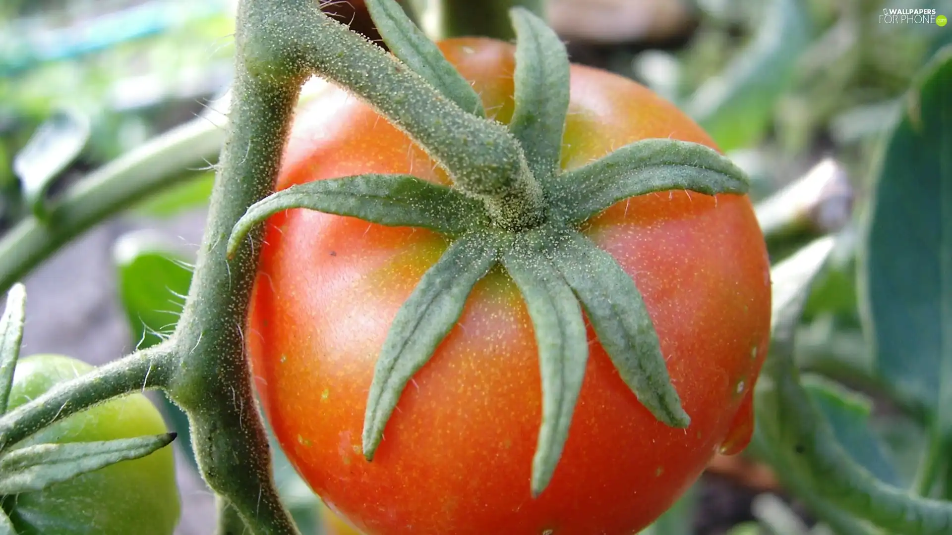 tomato, Twigs