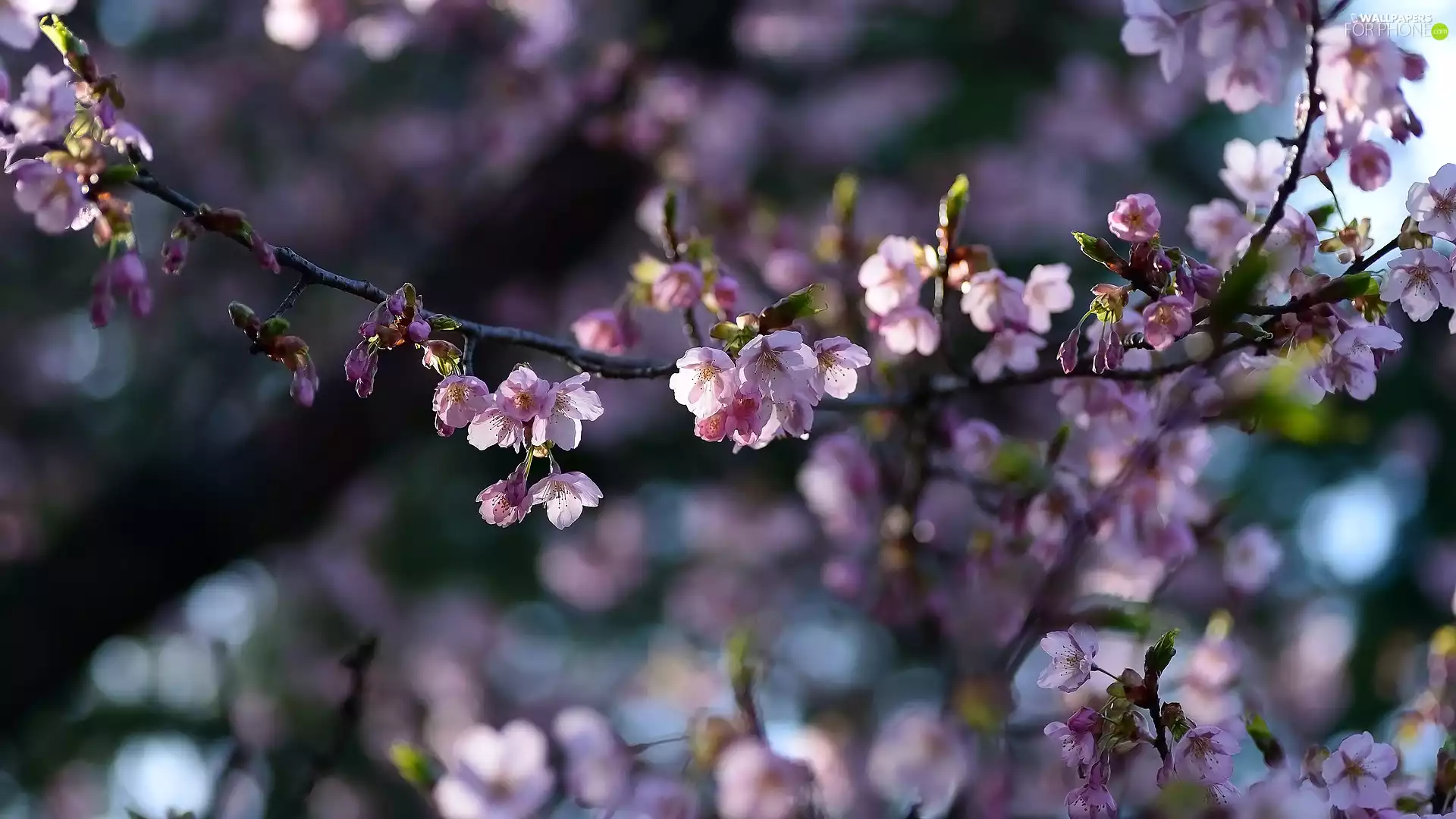 Flowers, Pink, cherry, Twigs, Fruit Tree