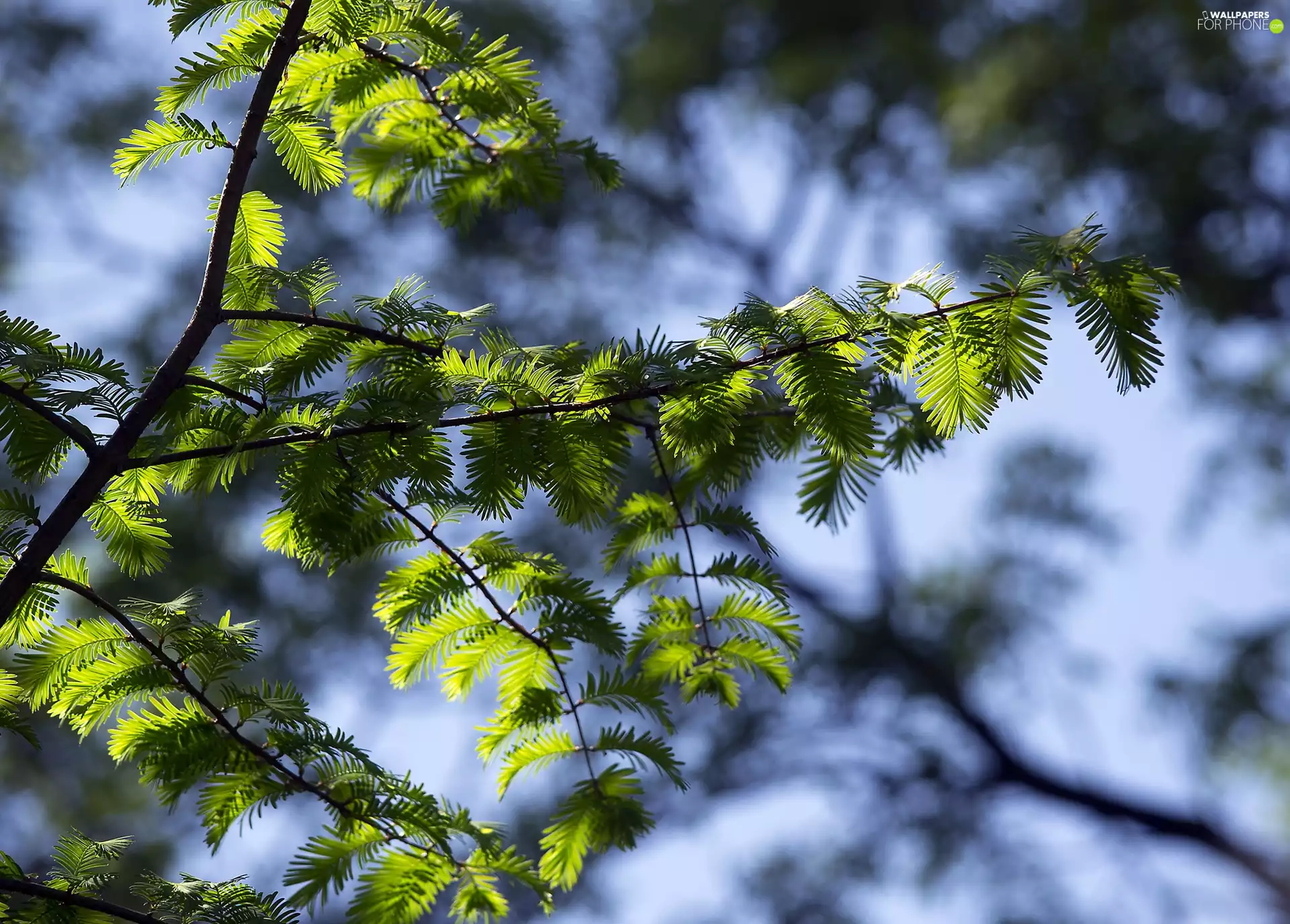 trees, fuzzy, background, Twigs