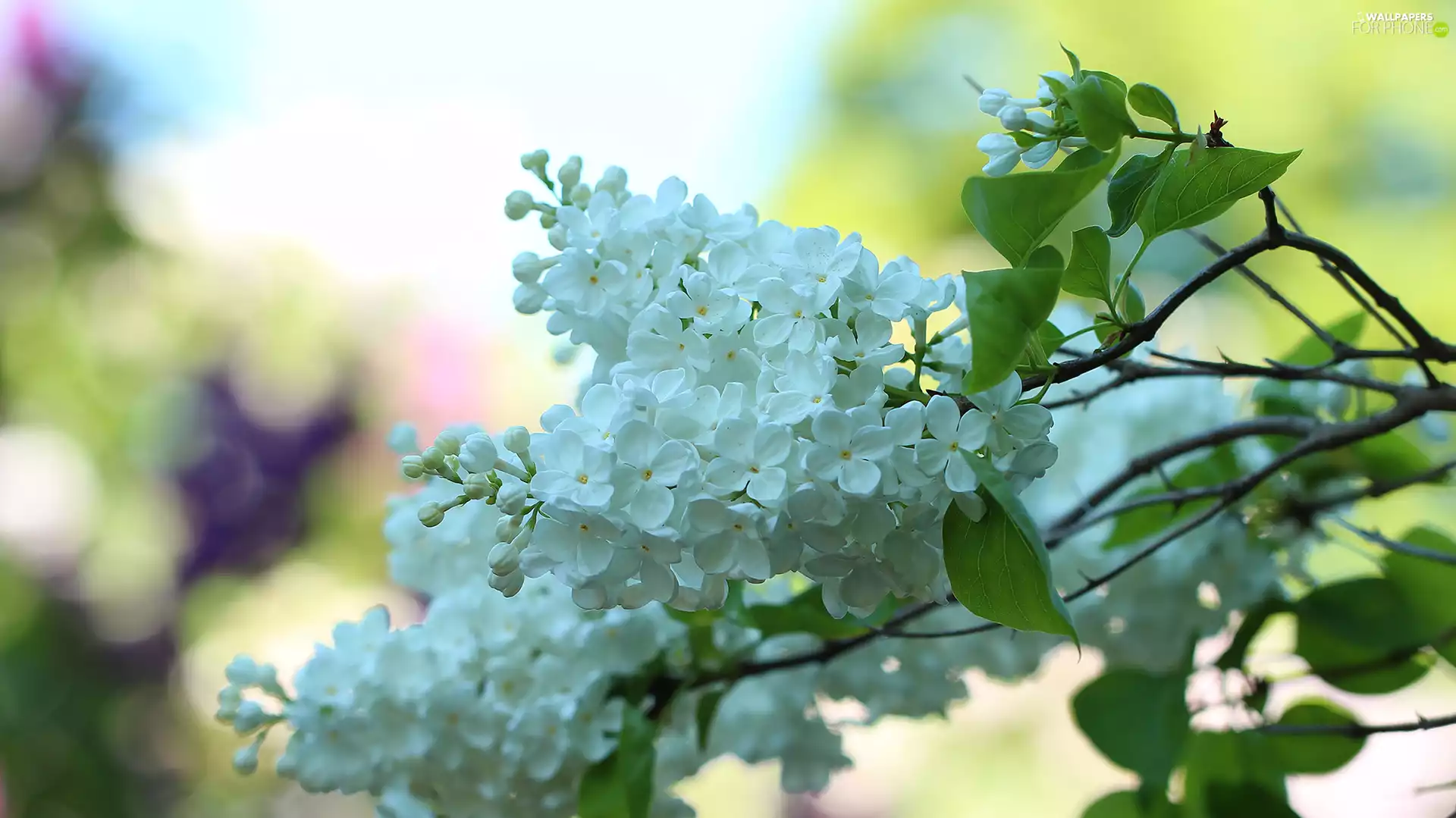Bush, Twigs, without, Flowers, White