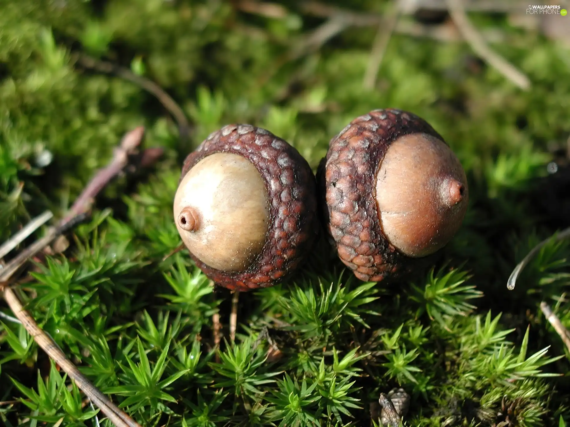 Two cars, Acorns