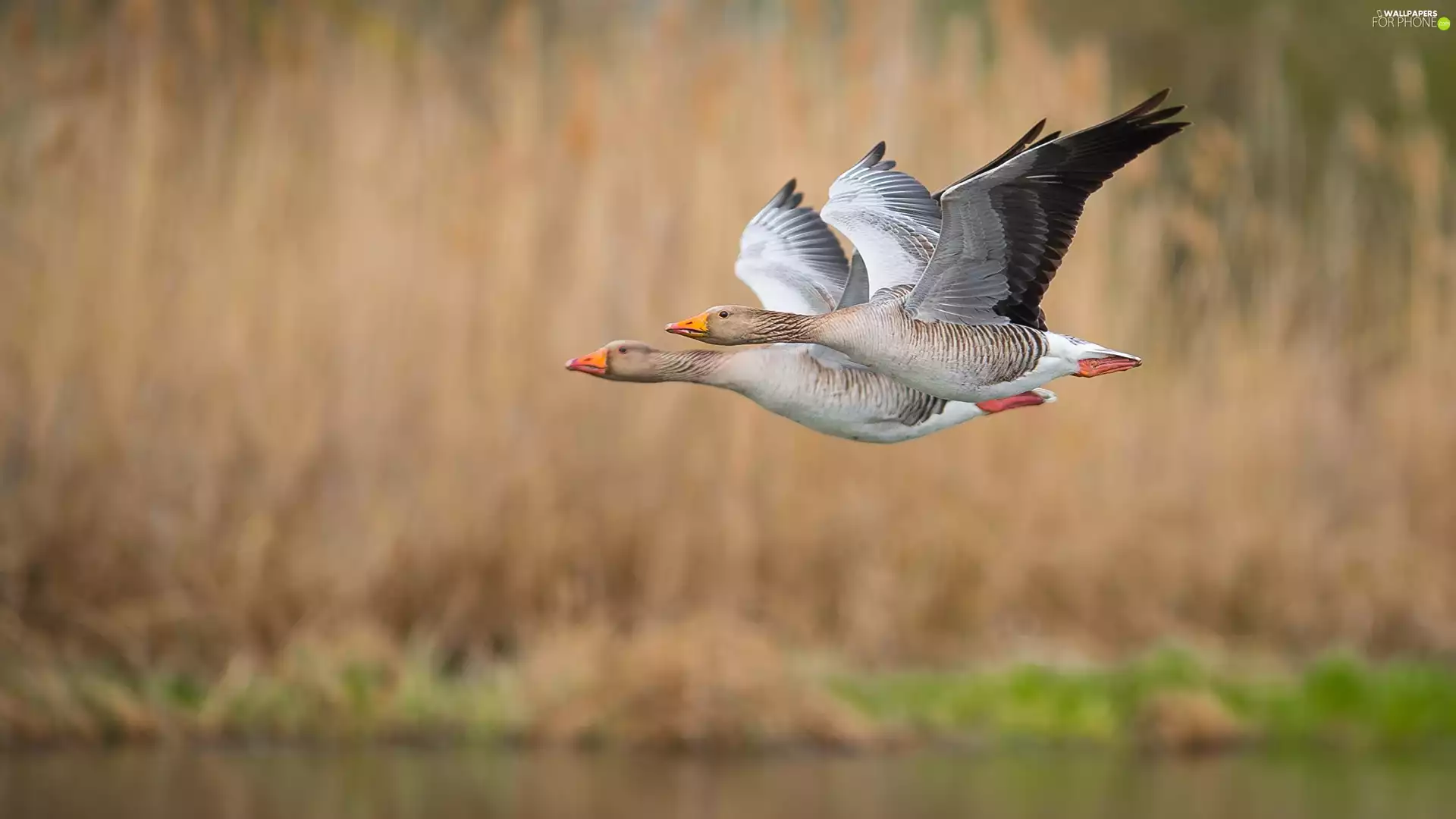 birds, geese, flight, Two