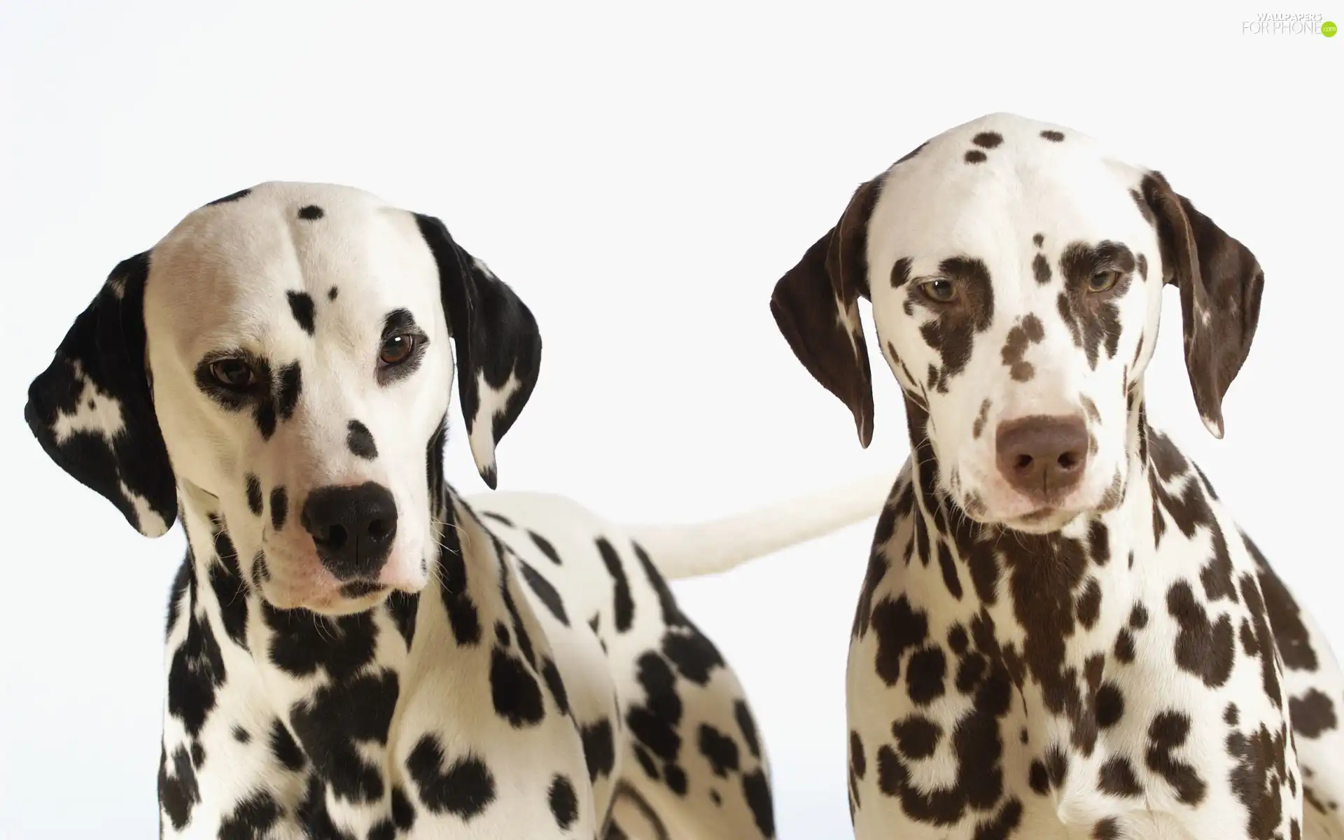 Two cars, Dalmatians