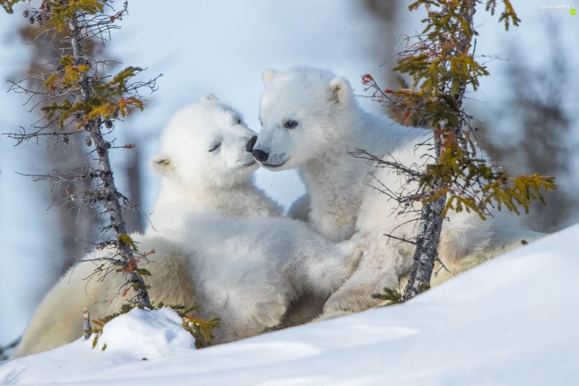 Two cars, winter, Little bears, Polar Bears, little doggies, snow
