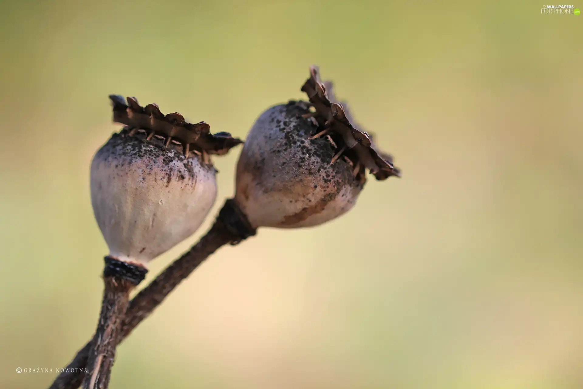 Two, Capsules, dry