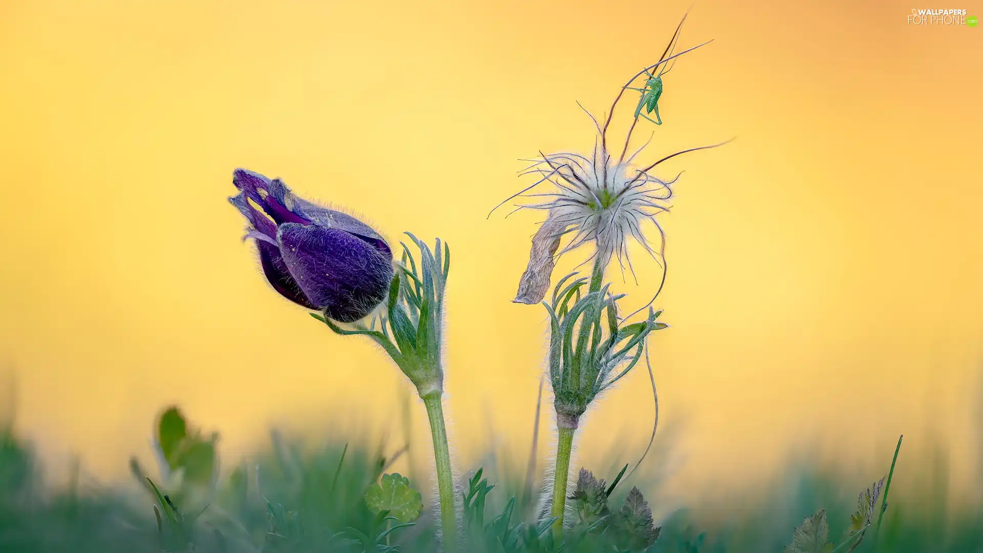 Flowers, pasque, grasshopper, Two