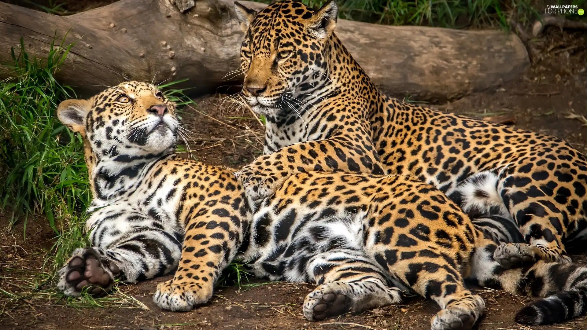 Two cars, Jaguars