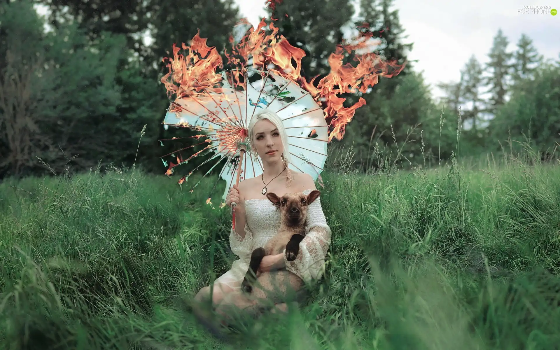 sheep, Women, Umbrella, grass, burning, Blonde