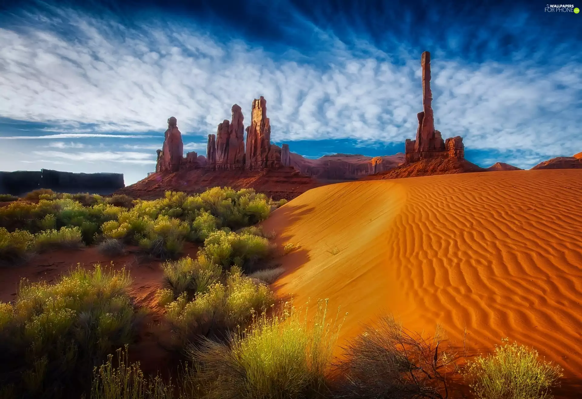 Bush, Desert, Arizona, USA, Sky, rocks