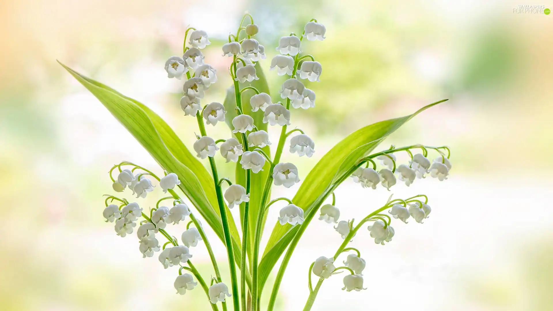 lily of the Valley, White, Flowers