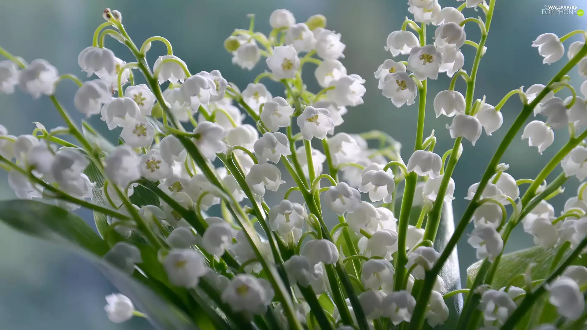 Lily of the Valley