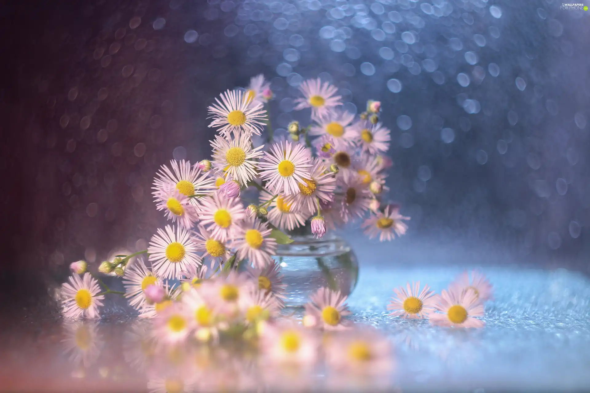 vase, Bokeh, Erigeron White, Flowers, decoration