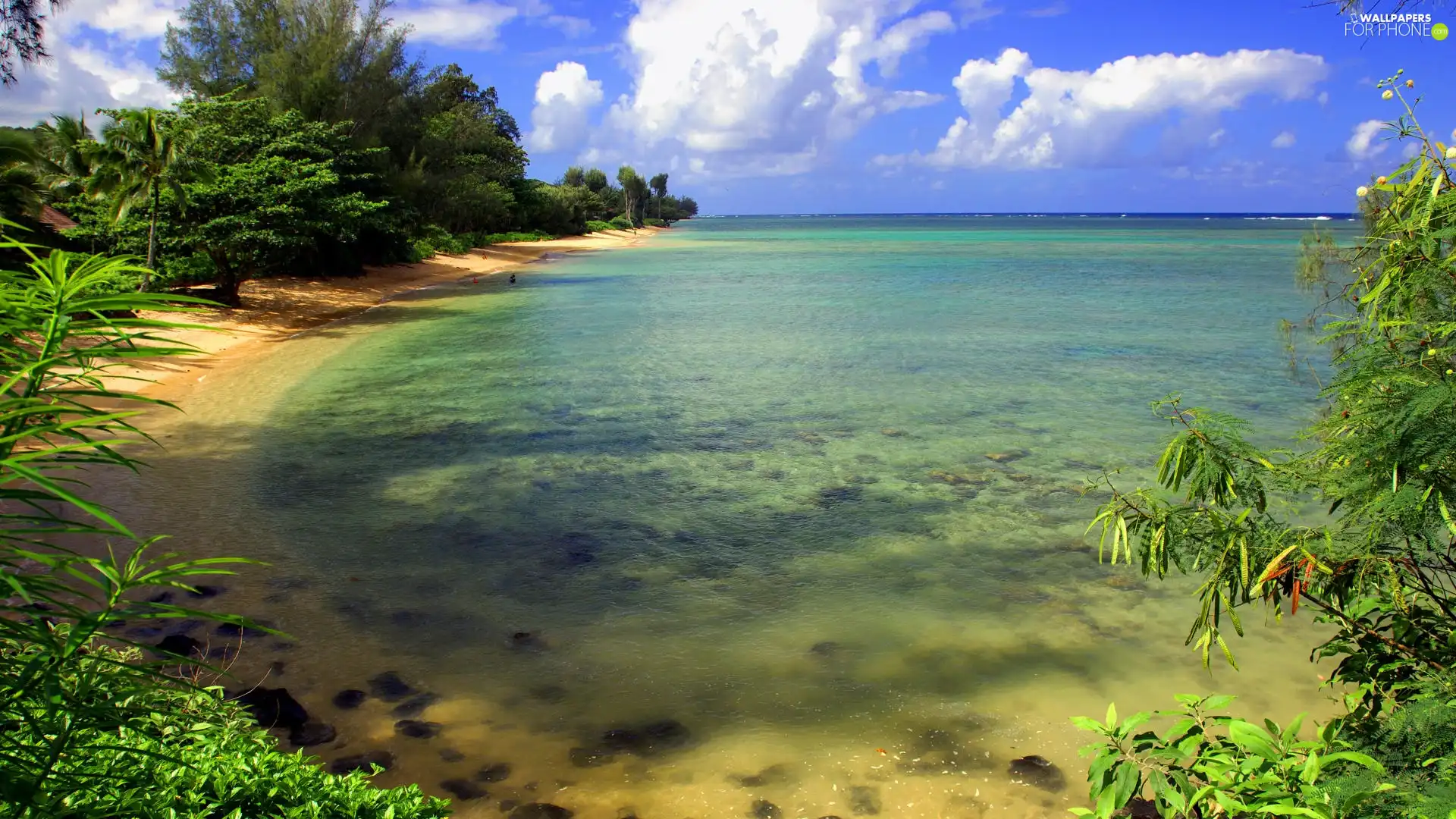 VEGETATION, sea, Beaches