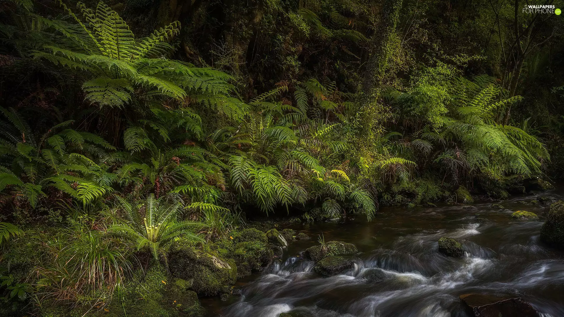 forest, fern, stream, VEGETATION
