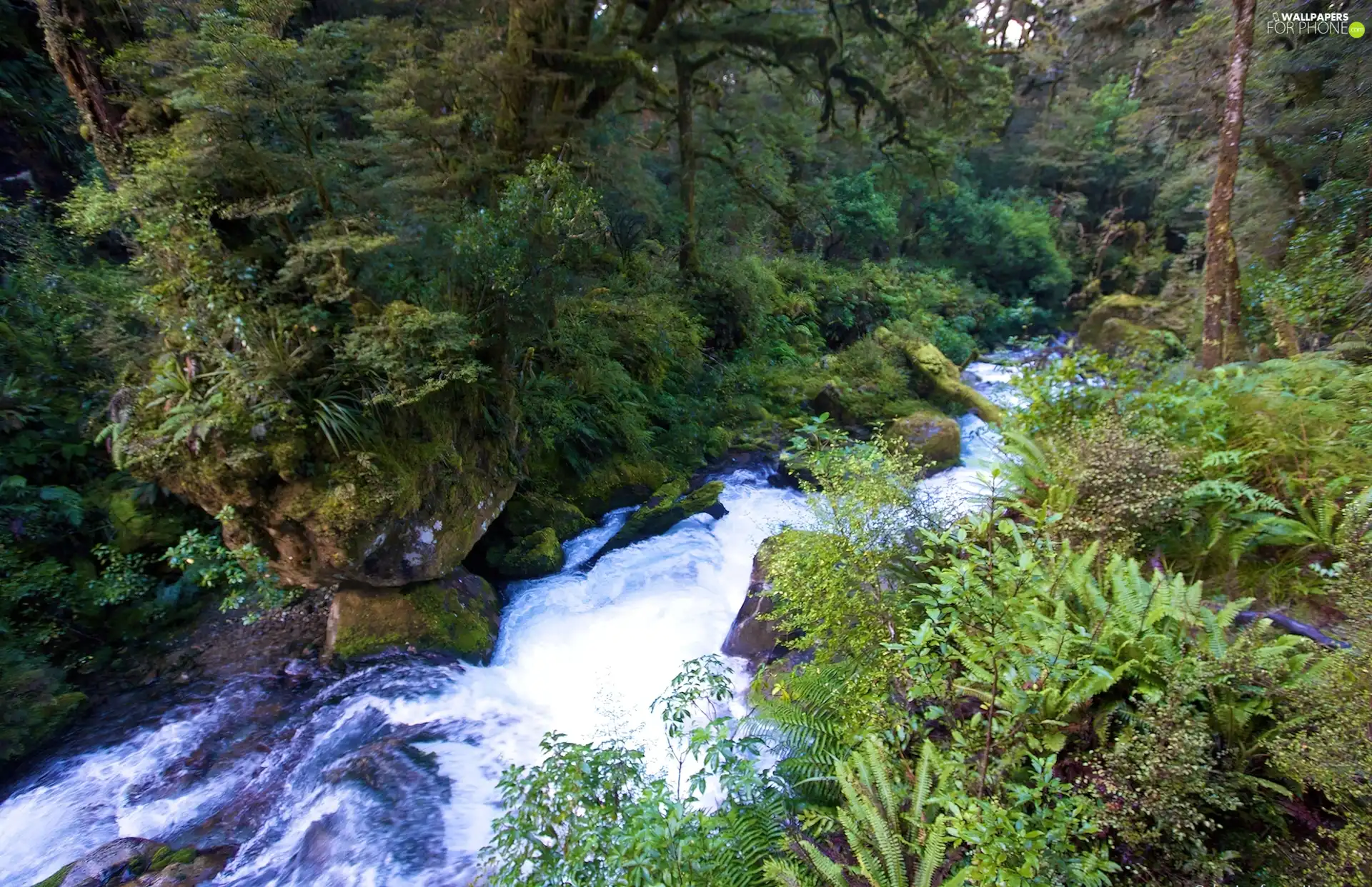 forested, stream, VEGETATION, edges