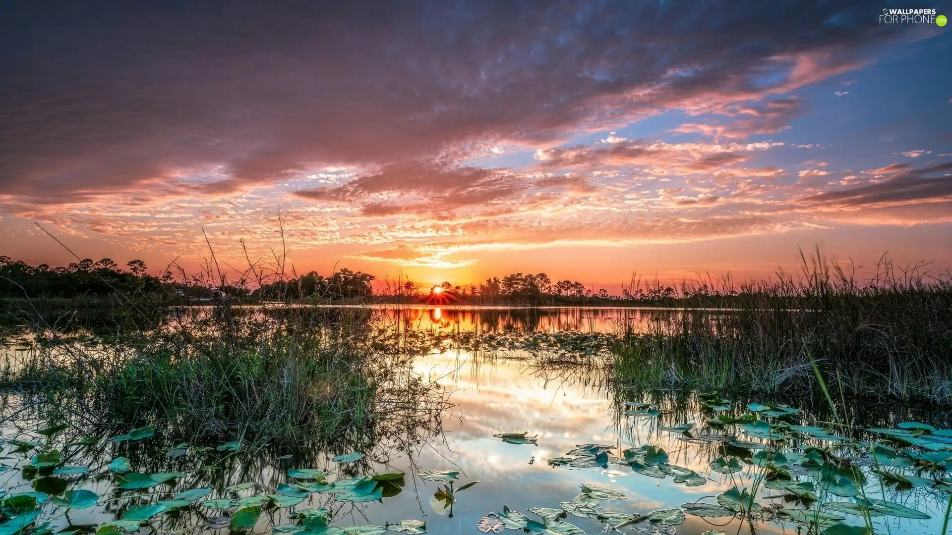 VEGETATION, lake, Sunrise