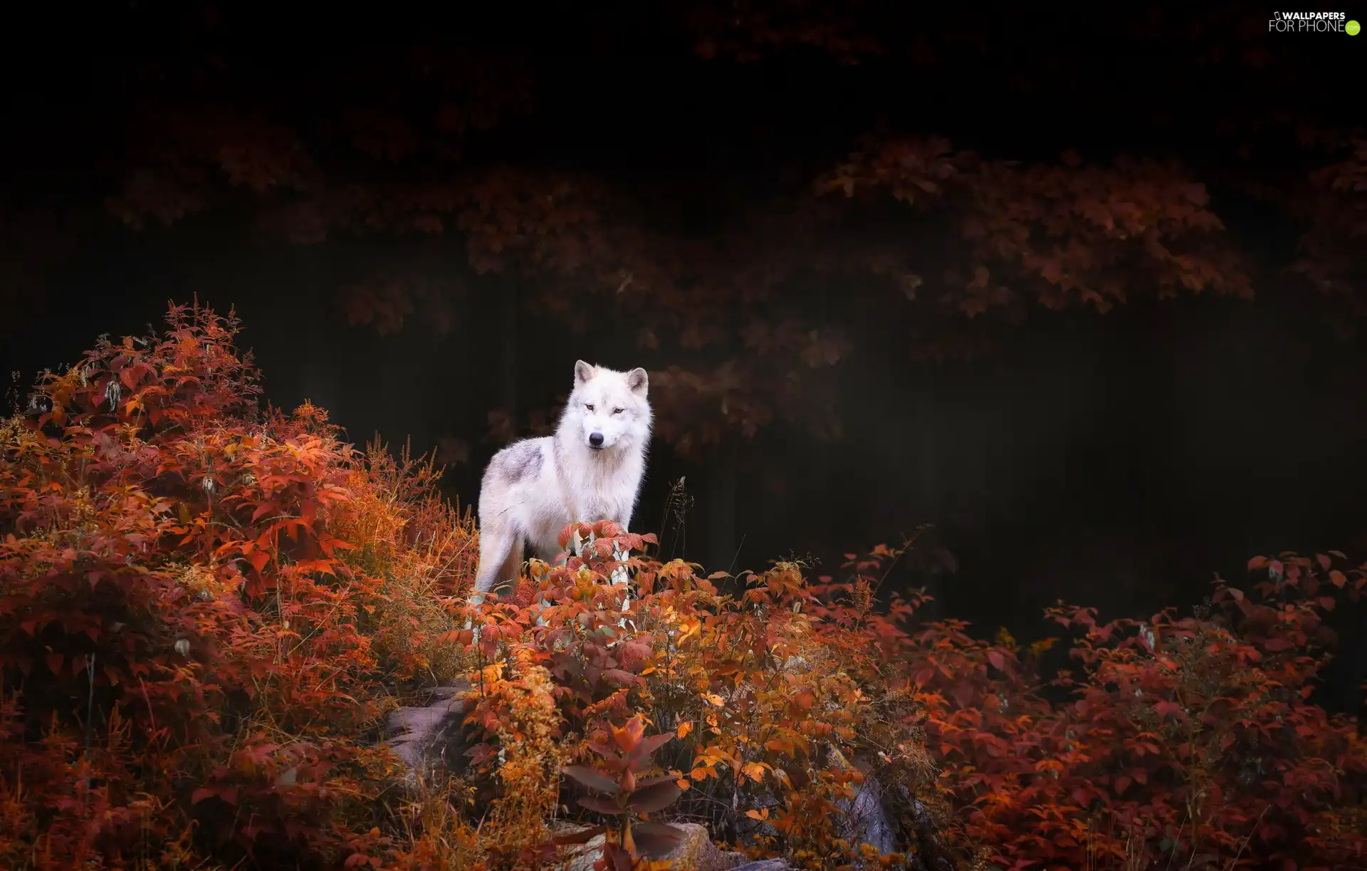 VEGETATION, White, Wolf
