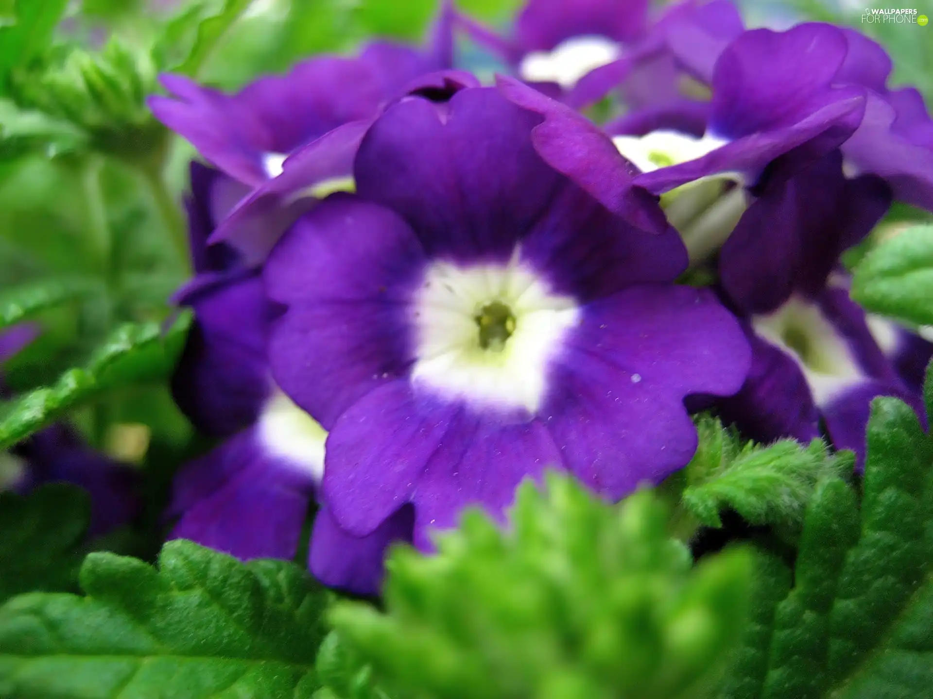 Violet, verbena