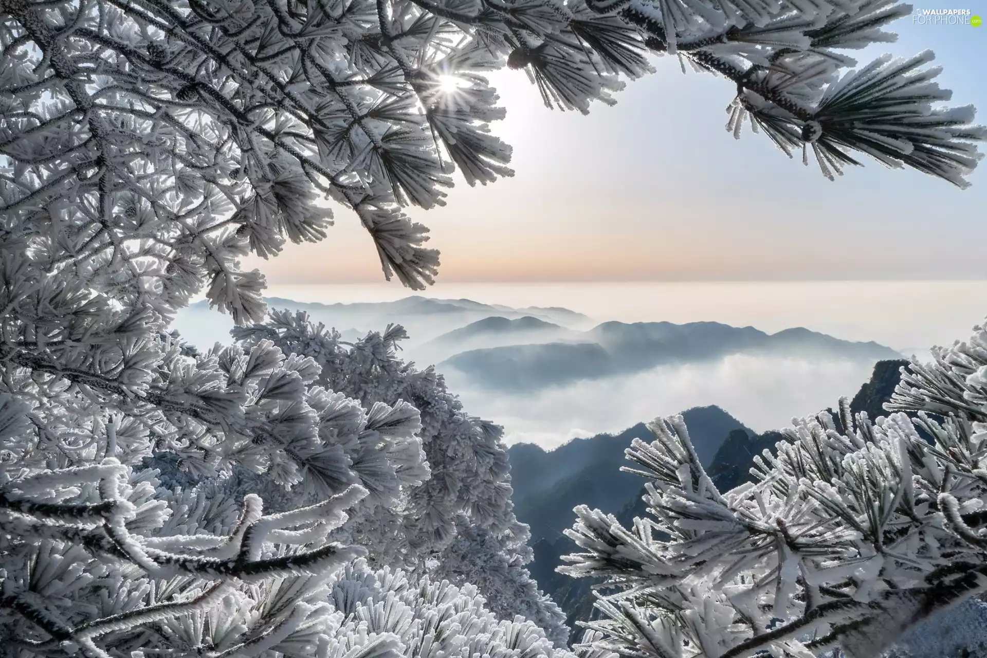 winter, China, Sunrise, Fog, branch pics, pine, viewes, Huang Shan Mountains, Anhui Province, trees, frosty