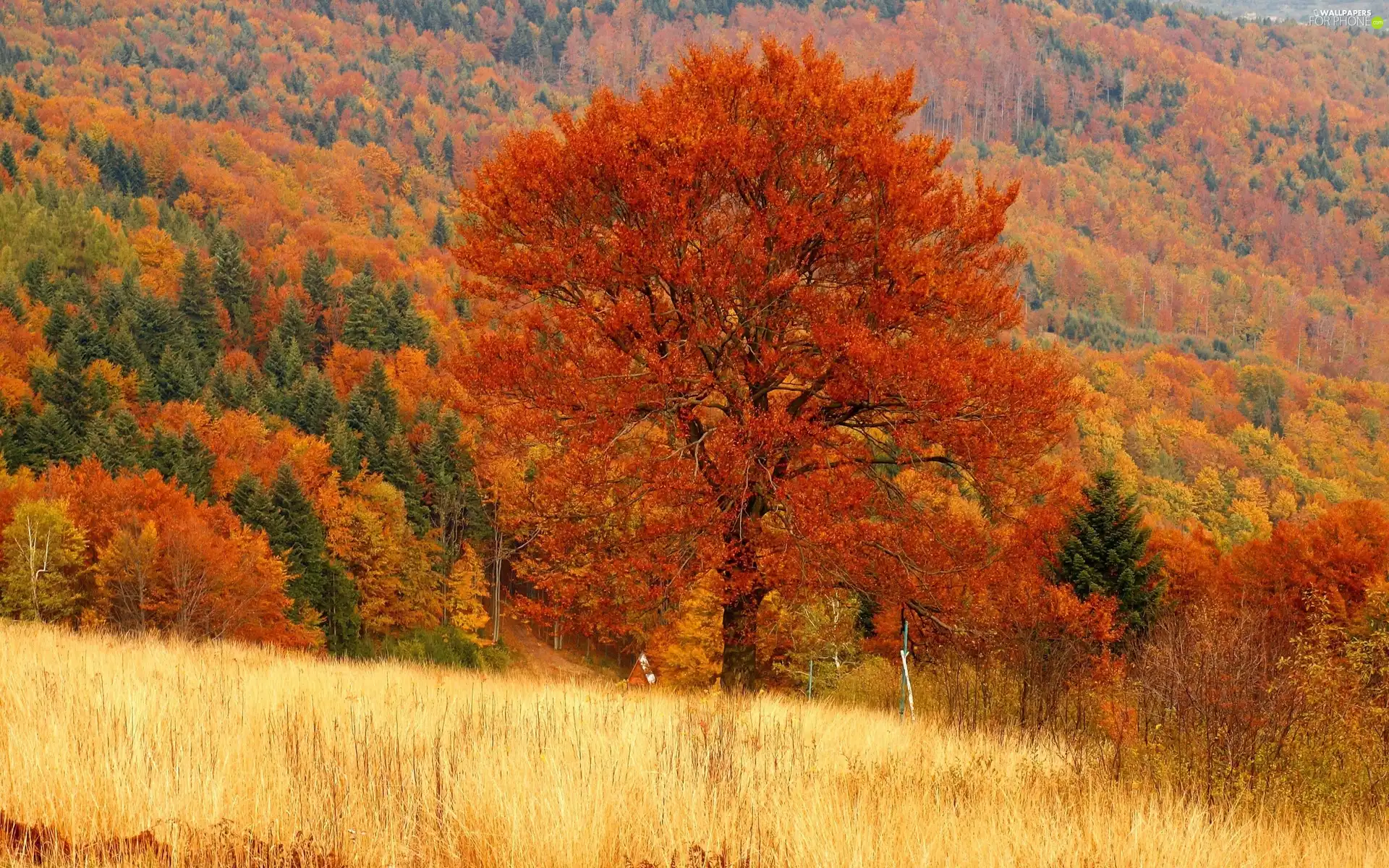 trees, woods, medows, color, Mountains, viewes, autumn