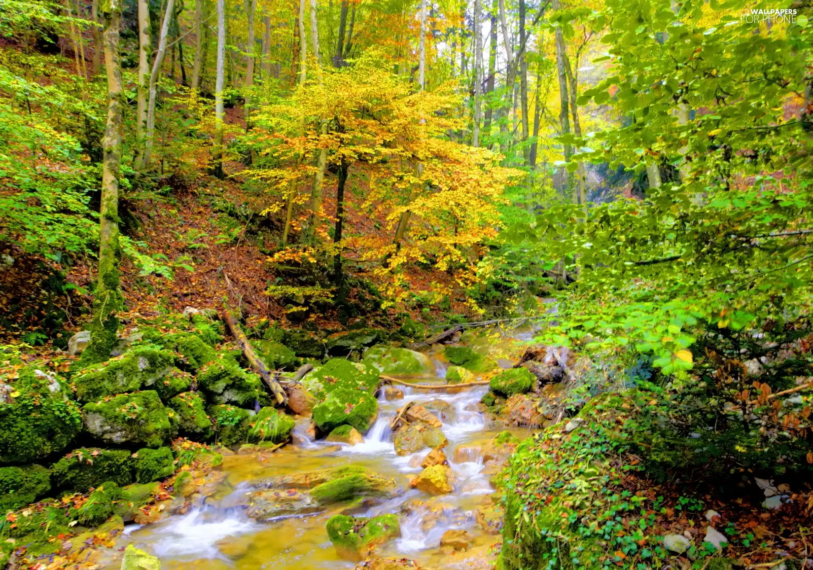 viewes, autumn, stream, trees, forest