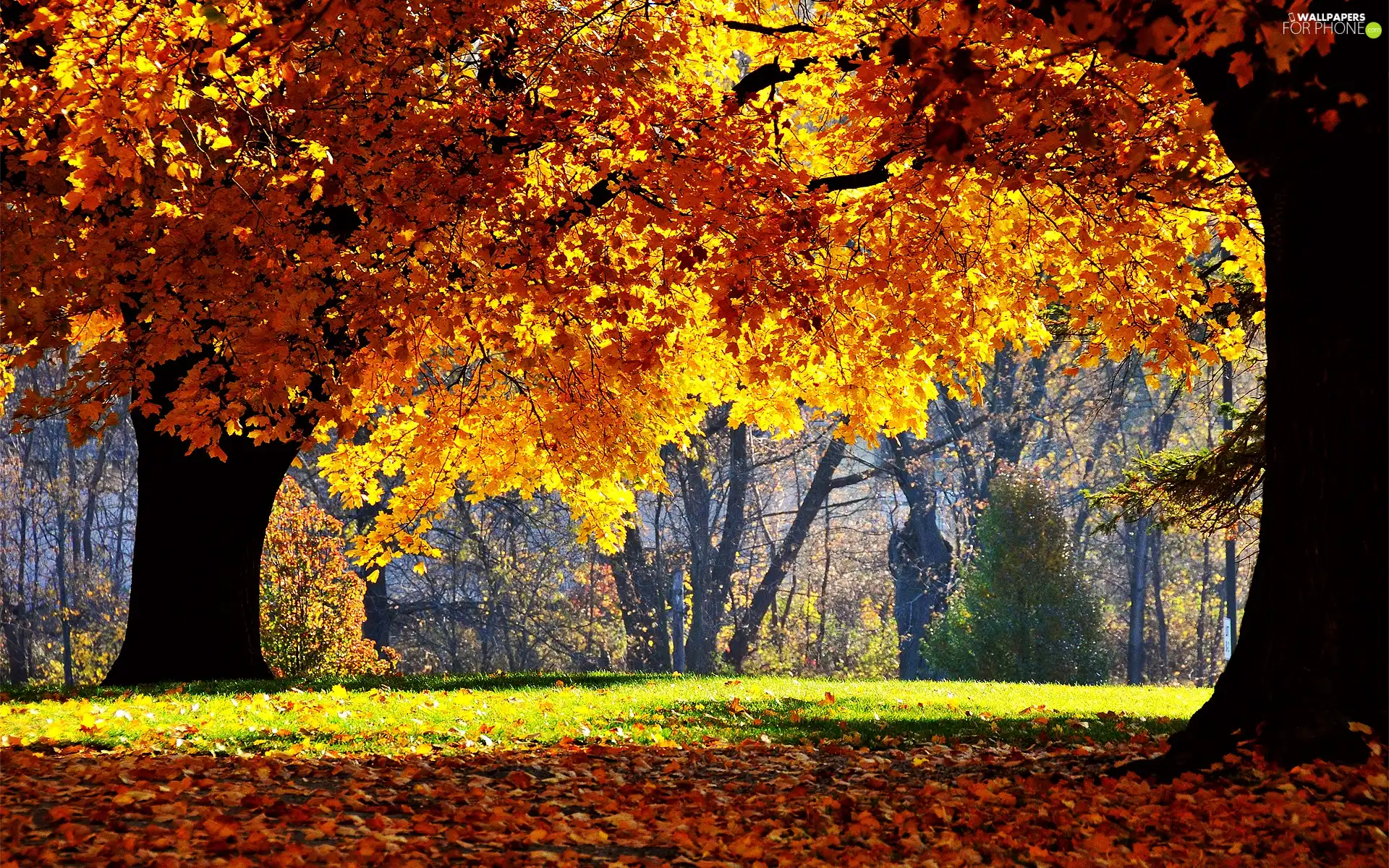 autumn, trees, viewes, color