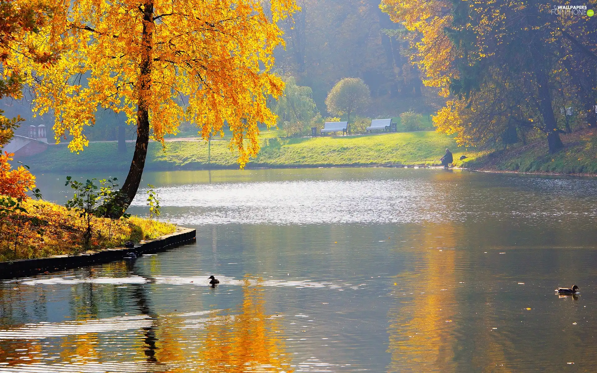ducks, Park, viewes, autumn, trees, water