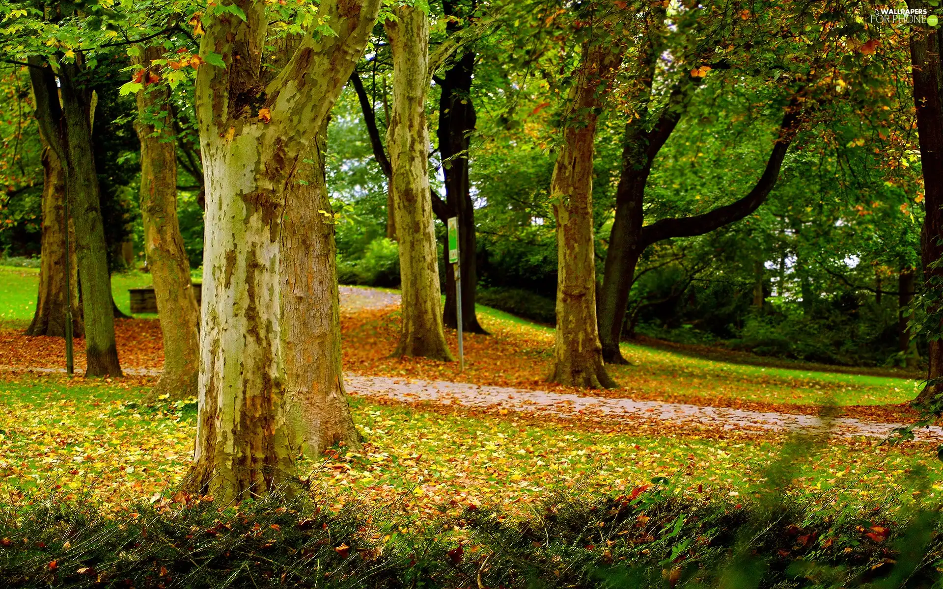 Autumn, trees, viewes, Park