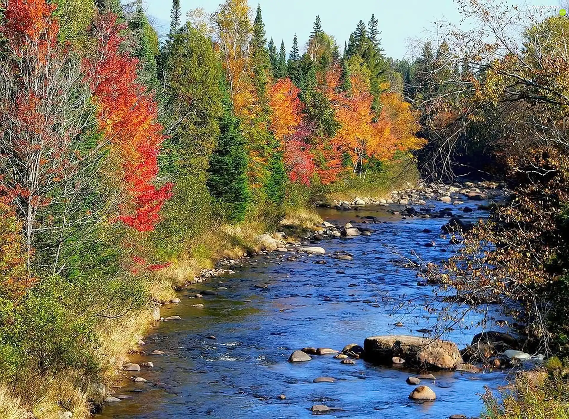 autumn, trees, viewes, River