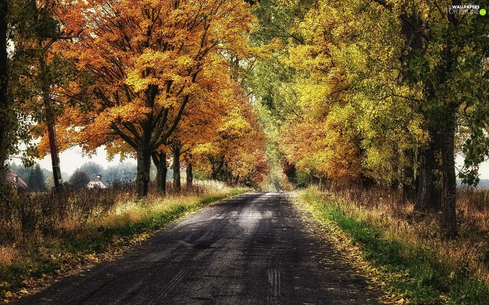 autumn, trees, viewes, Way