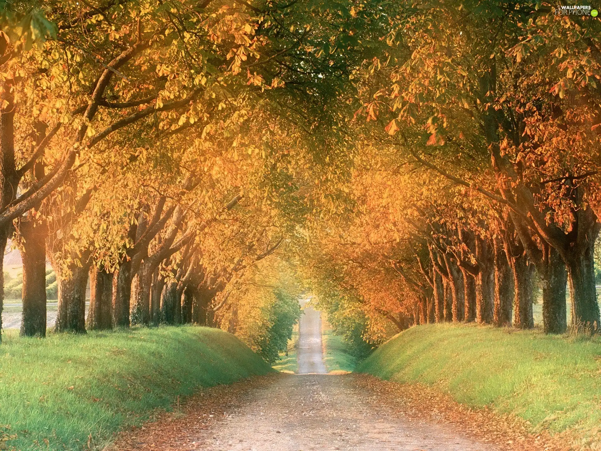 autumn, trees, viewes, Way