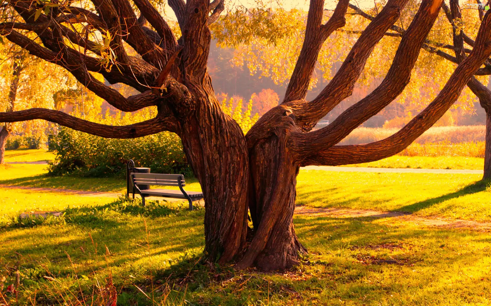 viewes, Bench, fused, trees, Park