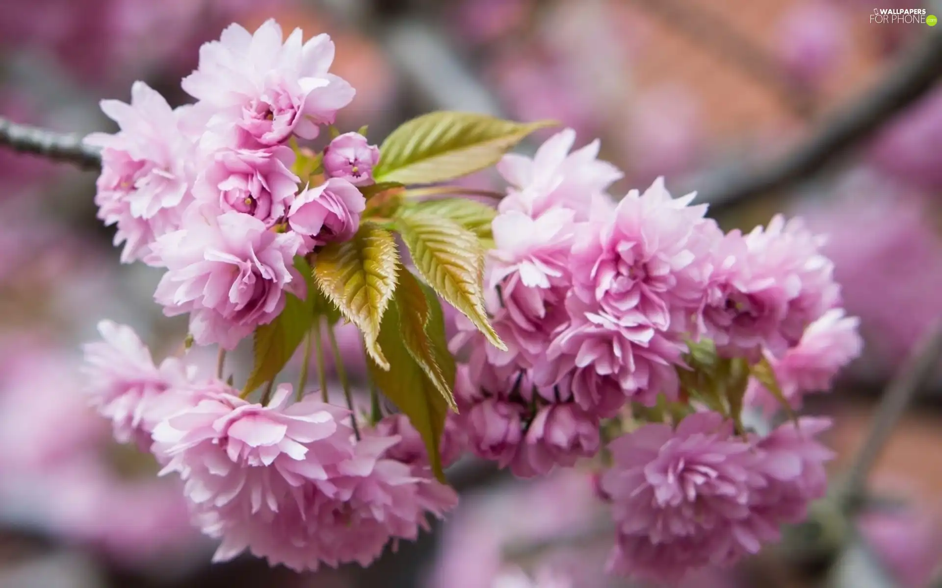 branch, trees, viewes, blooming