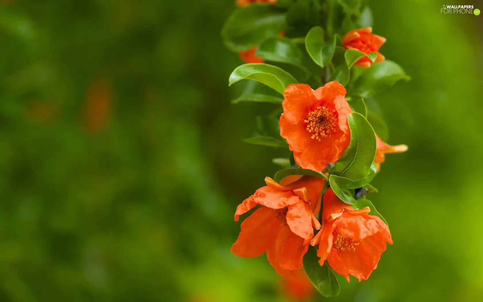 branch, trees, viewes, blooming