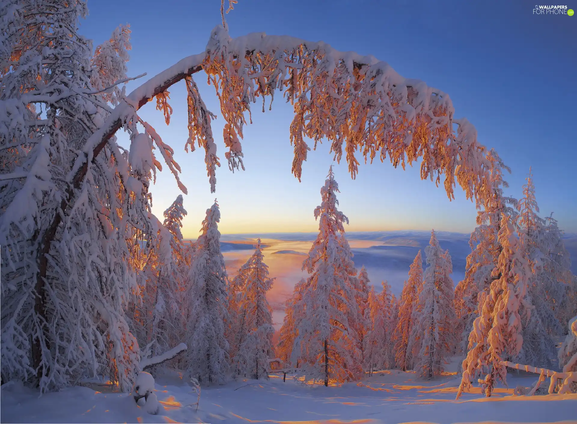 viewes, branch, snow, trees, winter