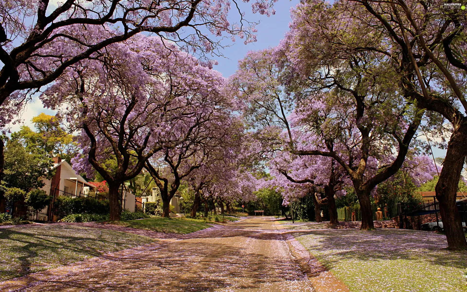 viewes, buildings, flourishing, trees, Way