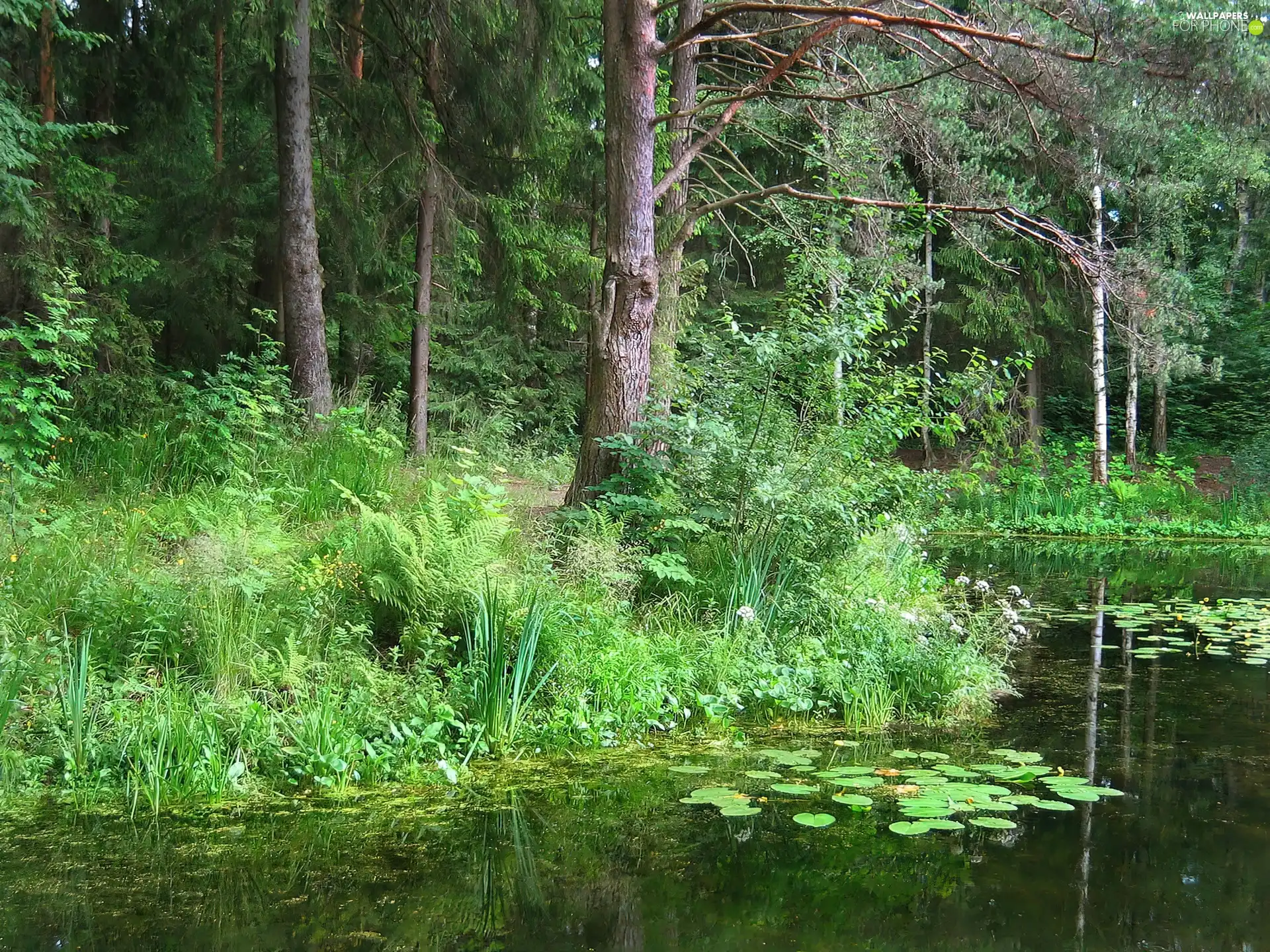 viewes, Bush, River, trees, forest