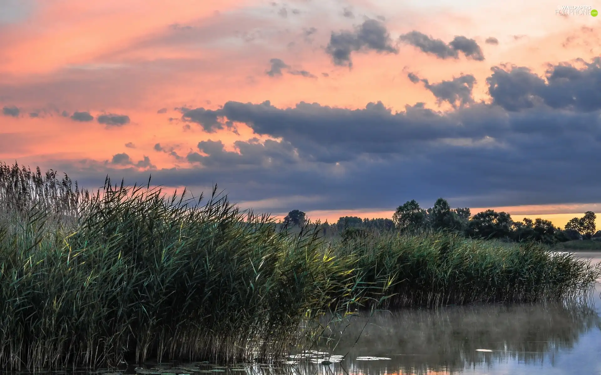 viewes, clouds, rushes, trees, lake