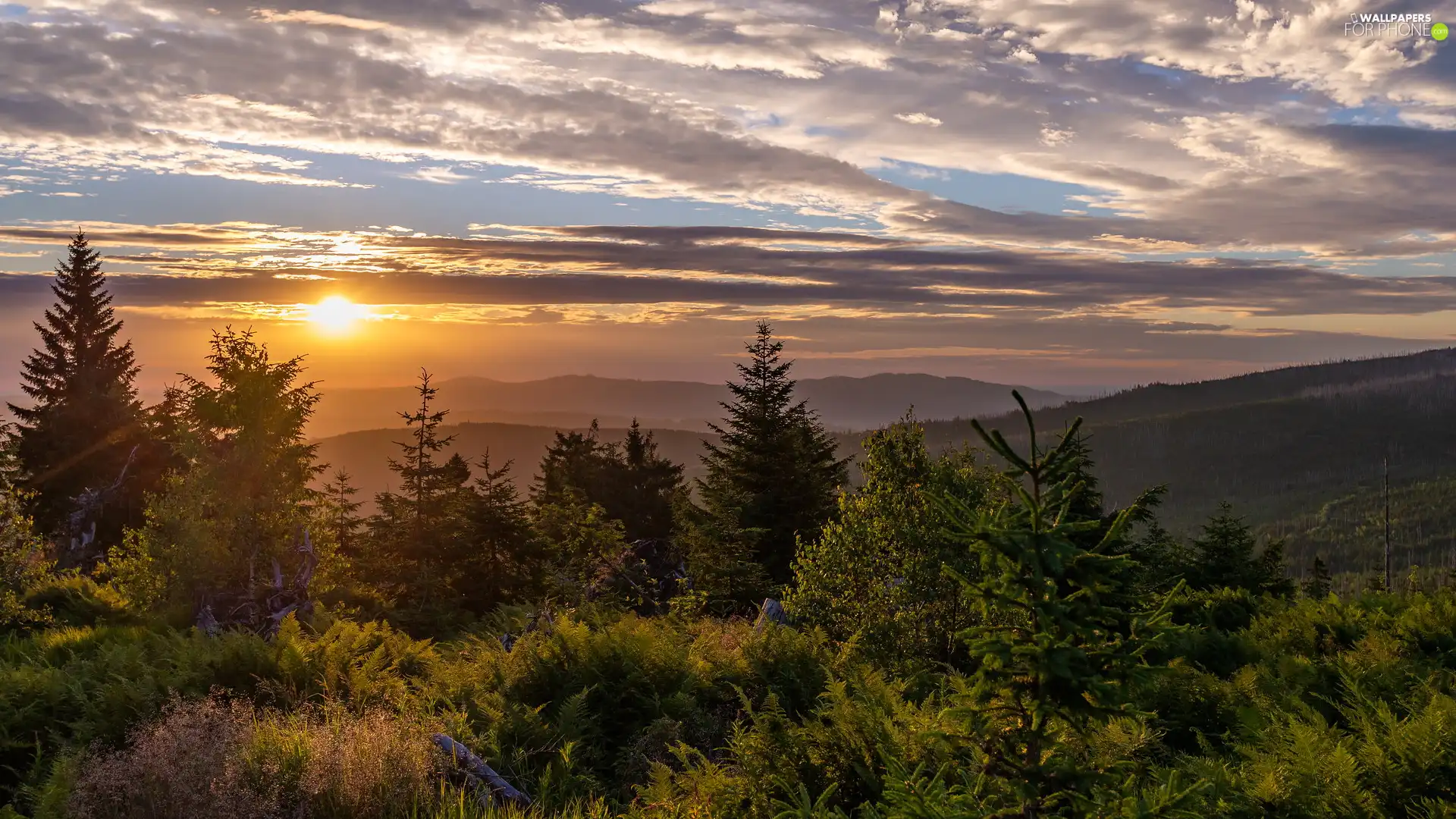 Mountains, Sunrise, trees, viewes, woods, clouds