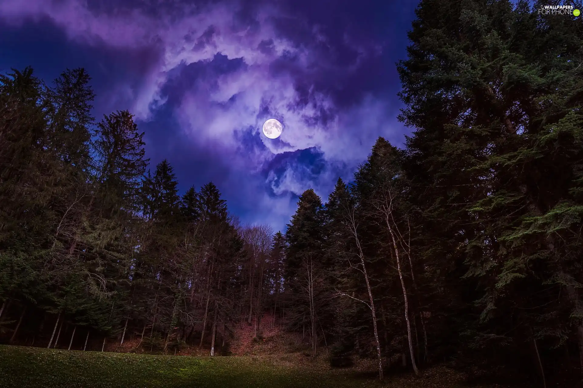 moon, trees, clouds, viewes, forest, fullness, Night