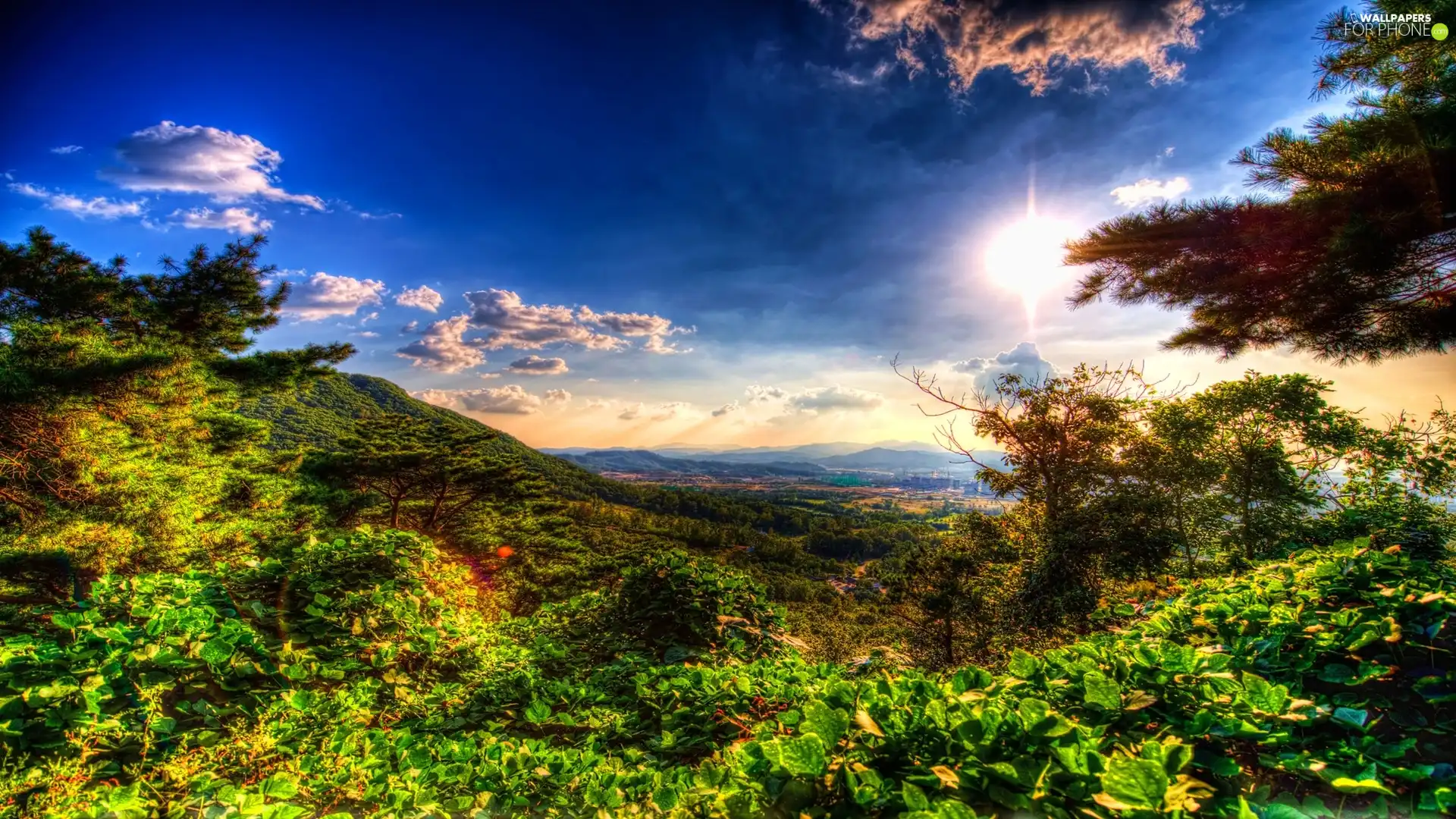 clouds, trees, viewes, sun